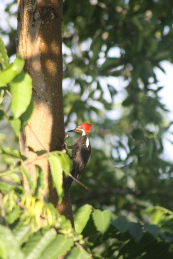 El Toucan Loco Floating Lodges Tierra Oscura Exterior foto